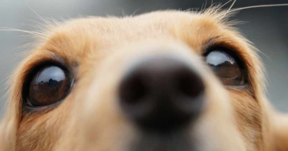 犬の視覚 犬の飼い主サポートのplam Note