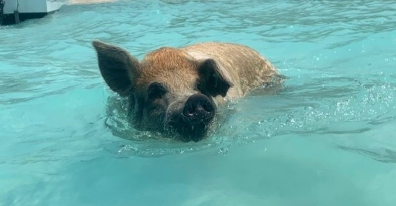 インスタグラマー達はどうやってあの豚をとっつかまえているんだろう バハマ メキシコのアン Note インスタグラマー達はどうやってあの豚をとっつかまえているんだろう バハマ メキシコのアン Note
