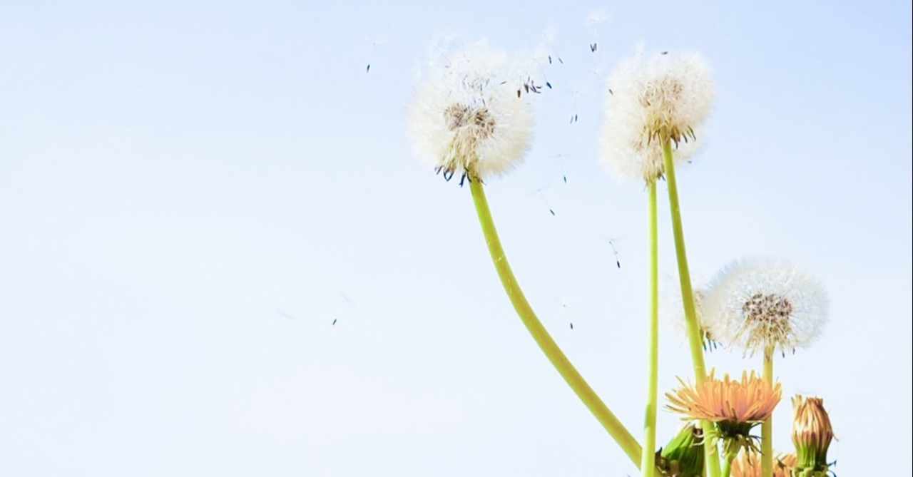 植物 の人気タグ記事一覧 Note つくる つながる とどける