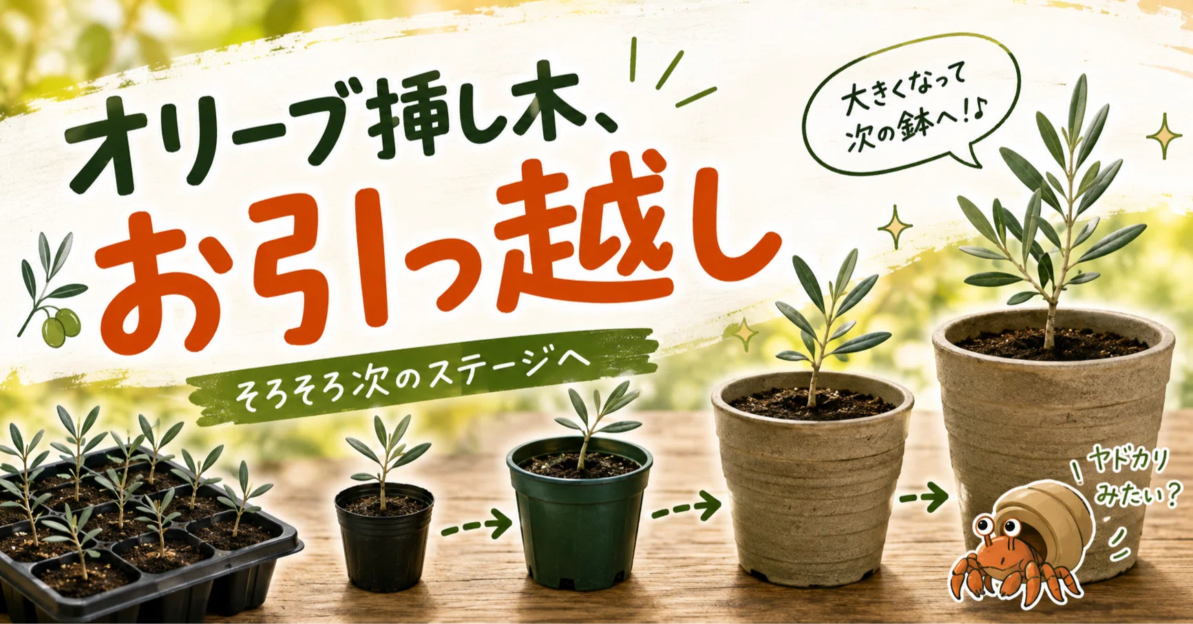 オリーブ挿し木の発根率が上がってきました。｜テレワークで「副業農家