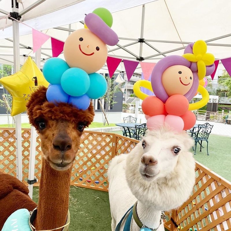 屋外イベントなら開催できる状況なら アルパカ餌やり おやつあげ 体験で 癒しとワクワクの時間を作ります アルパカに会えるバルーンやさん アルパカ パカ Note