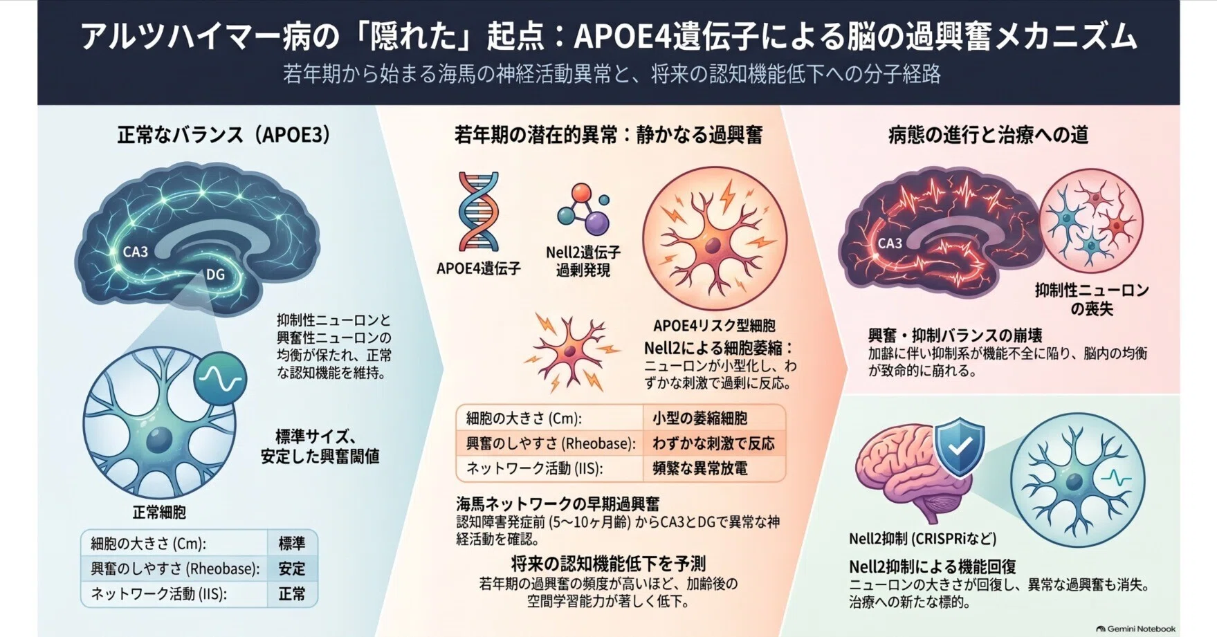 アルツハイマー病の真の始まりか？遺伝子APOE4が神経細胞を縮ませ、過