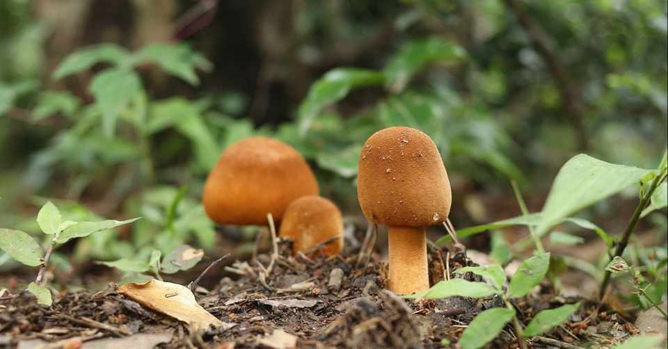 森ぶら きのこスイッチ 森ぶら Blah Blah Ablah Club Note