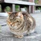 瀬戸内ダークツーリズム-消えゆく風景と忘れられた営みの記録 ―