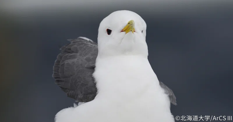 北極海からのメッセージ㉕：海鳥目視チーム