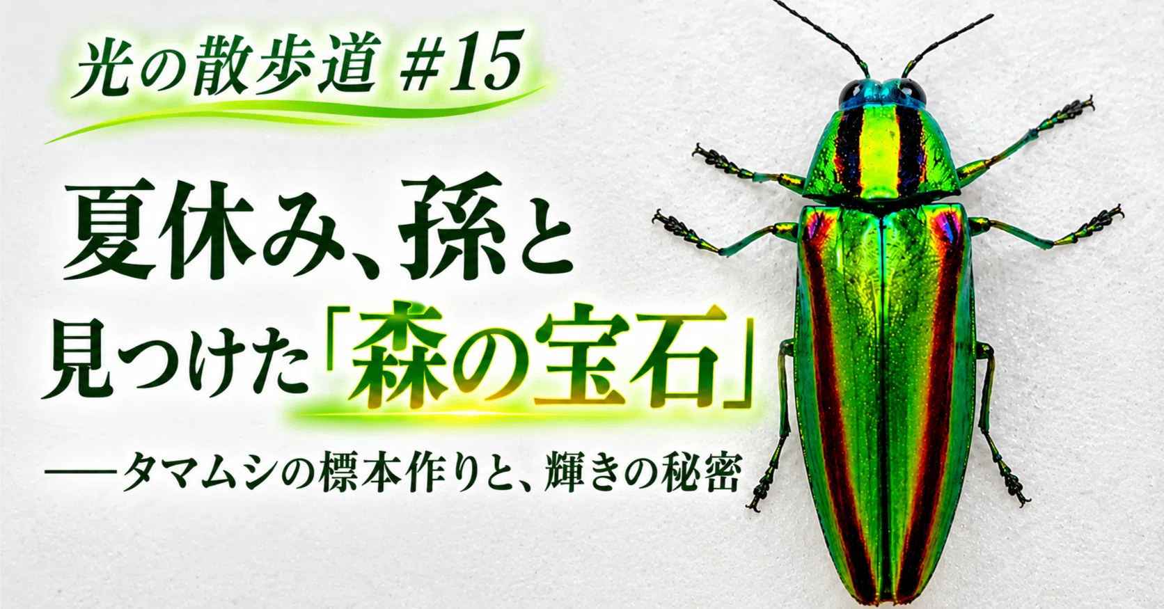 リ*ダ様 緑色と金色の光沢 昆虫標本 タマムシ約67匹 光の散歩道 #15：夏休み、孫と見つけた「森の宝石」──タマムシの標本