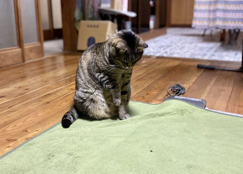 タイガと虫 Pet Love Note