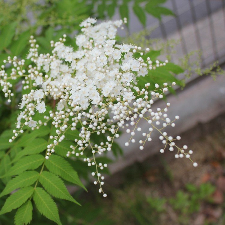 ニワナナカマドの花。
咲き始めの、白いツブツブが残る頃が一番好き。