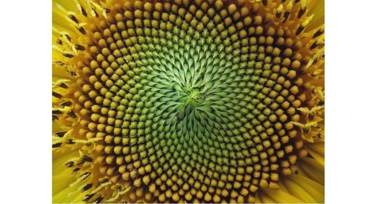 Fibonacci数列の出現