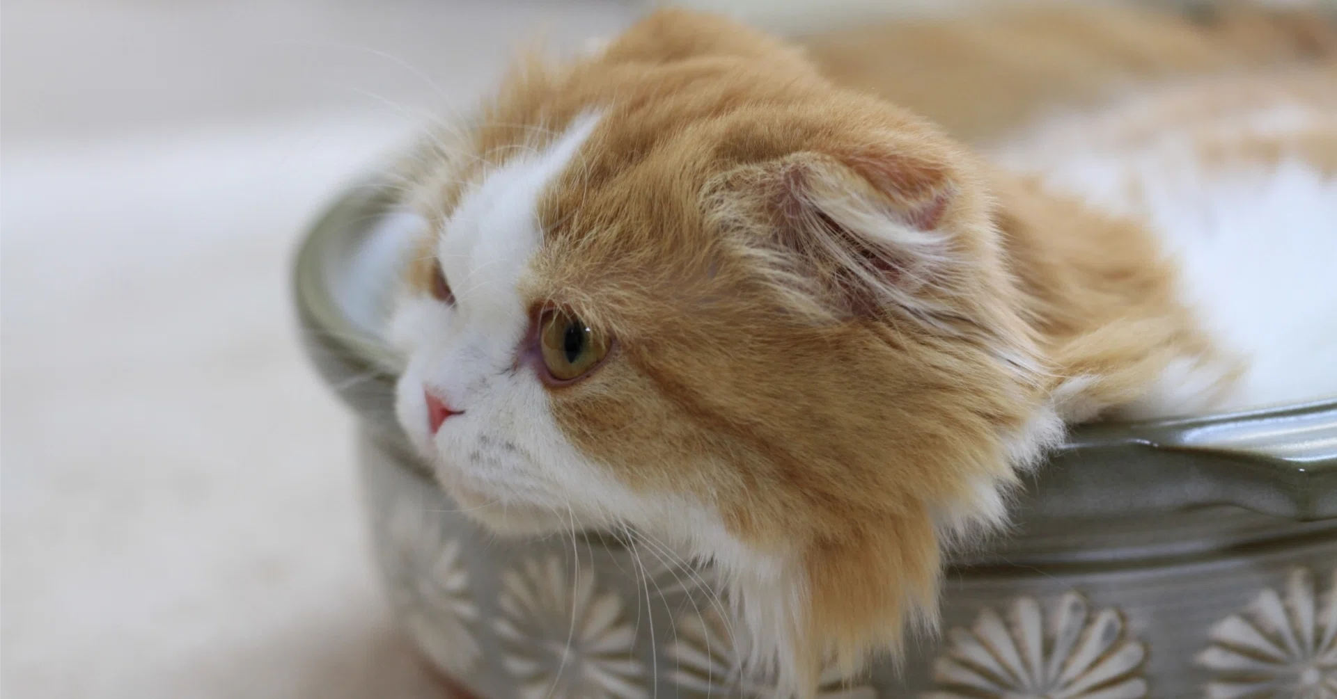猫カフェxツーリング。推しの世界に入るライダーようこそ｜ゼータ【Z】