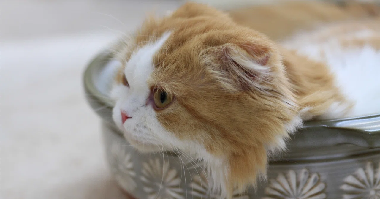 猫カフェxツーリング。推しの世界に入るライダーようこそ｜ゼータ【Z】