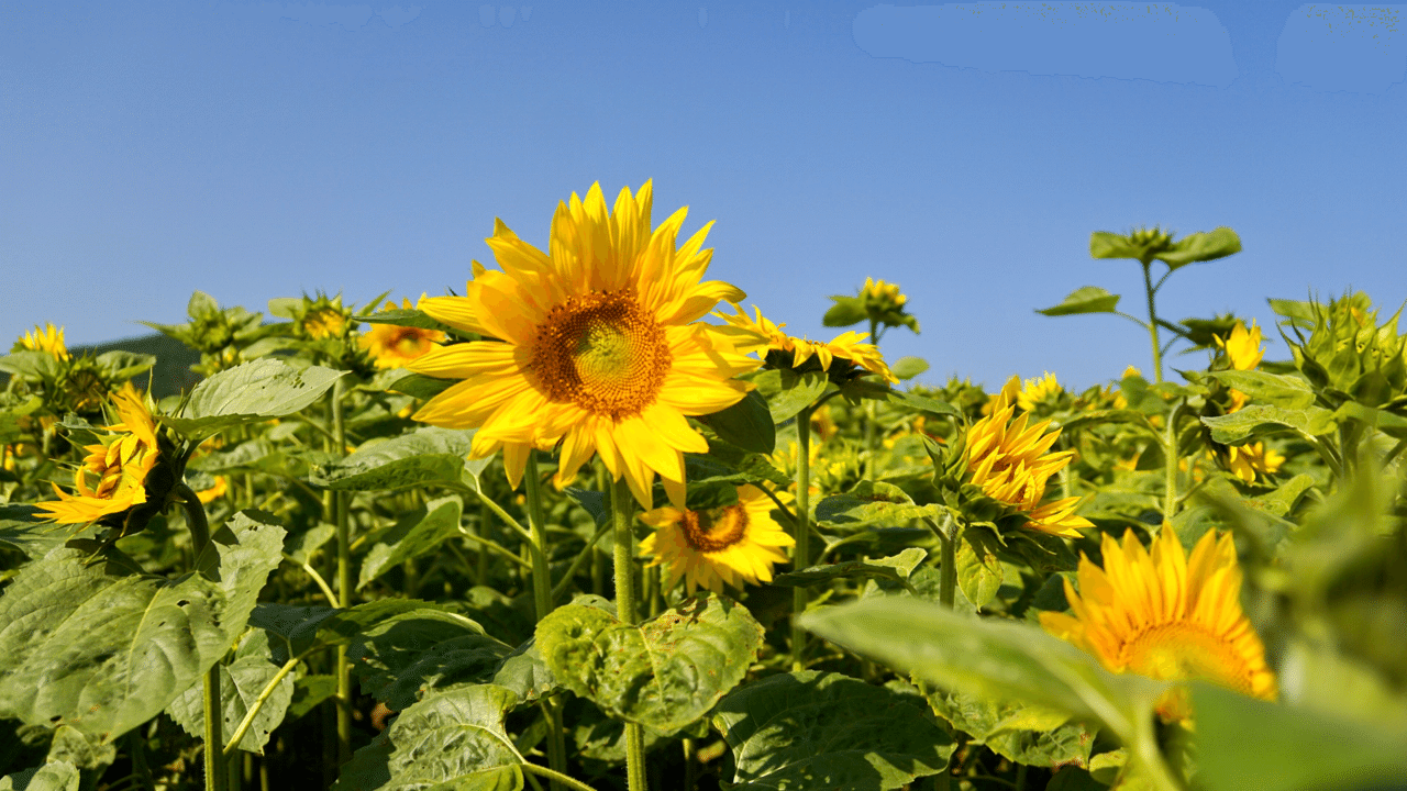 写真集 北海道 網走にも夏がキター 網走湖畔 大曲湖畔園地のヒマワリが咲き始めました 鶴雅リゾートデジタルコンシェルジュ Note