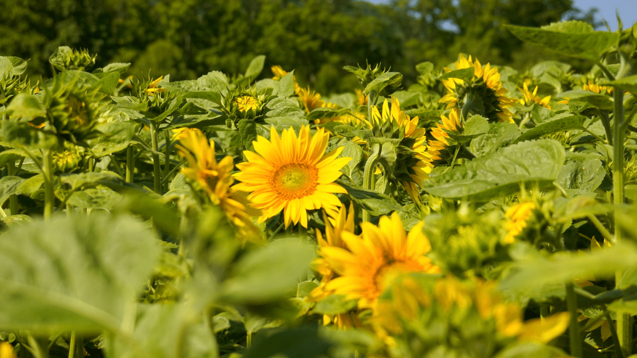 写真集 北海道 網走にも夏がキター 網走湖畔 大曲湖畔園地のヒマワリが咲き始めました 鶴雅リゾートデジタルコンシェルジュ Note