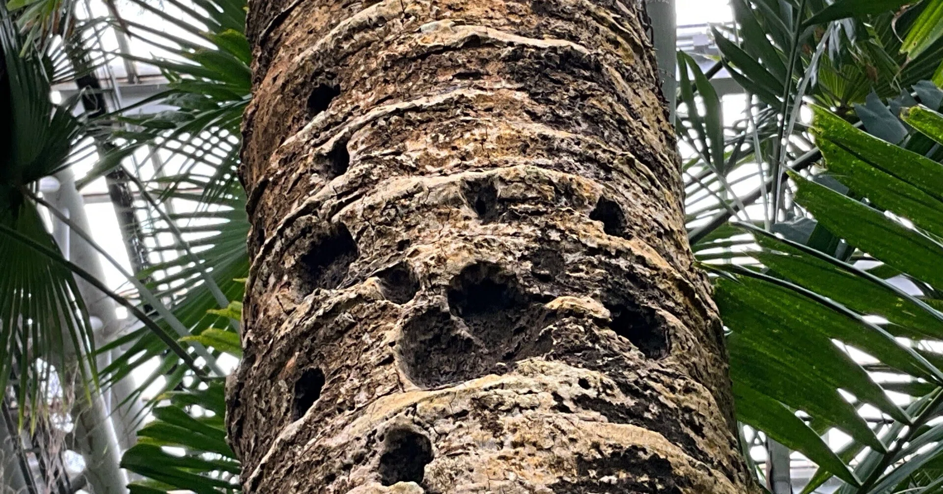 ナツメヤシ　 観葉植物 ナツメヤシ（京都府立植物園）：2026年9月5日（土）｜藤井秀昭（『京都
