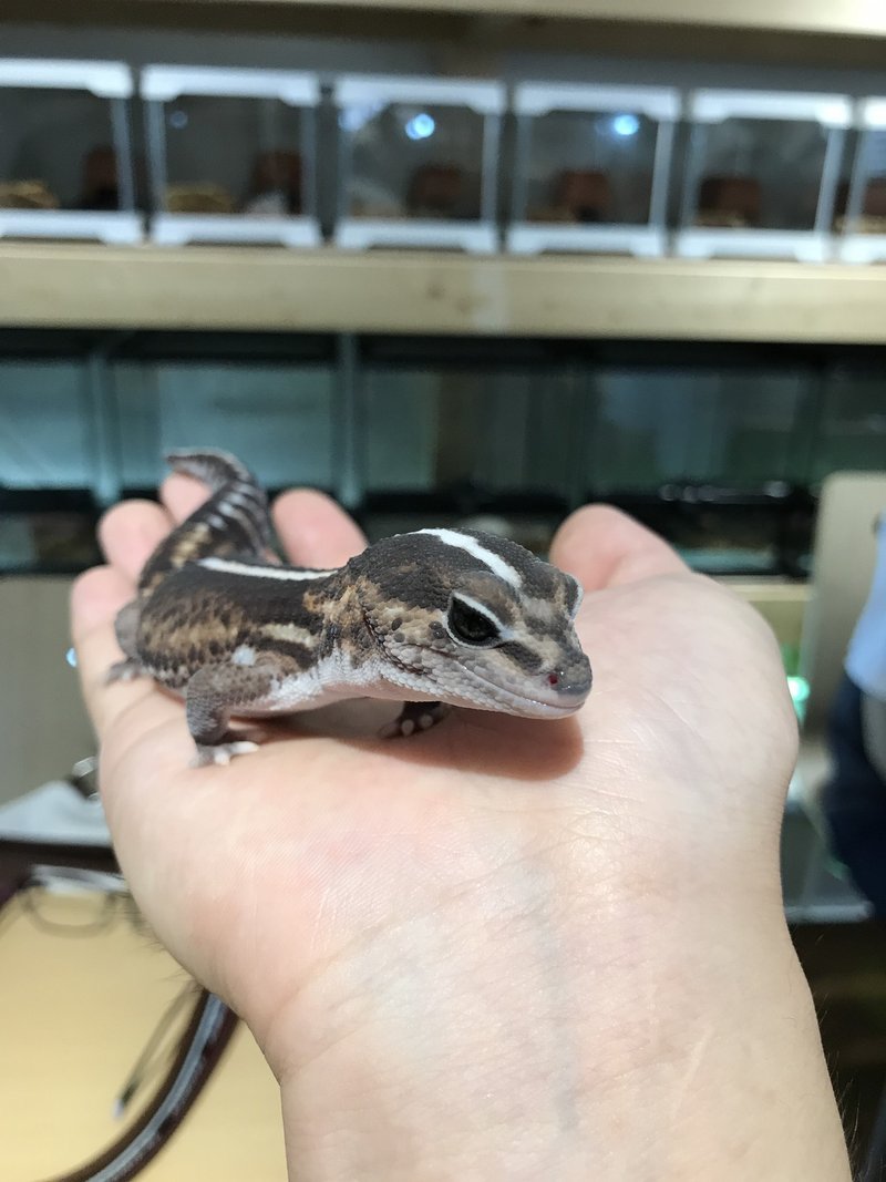 ニシアフリカトカゲモドキ ファットテールゲッコー の飼育方法 亀山さん Note ニシアフリカトカゲモドキ ファットテールゲッコー の飼育方法 亀山さん Note
