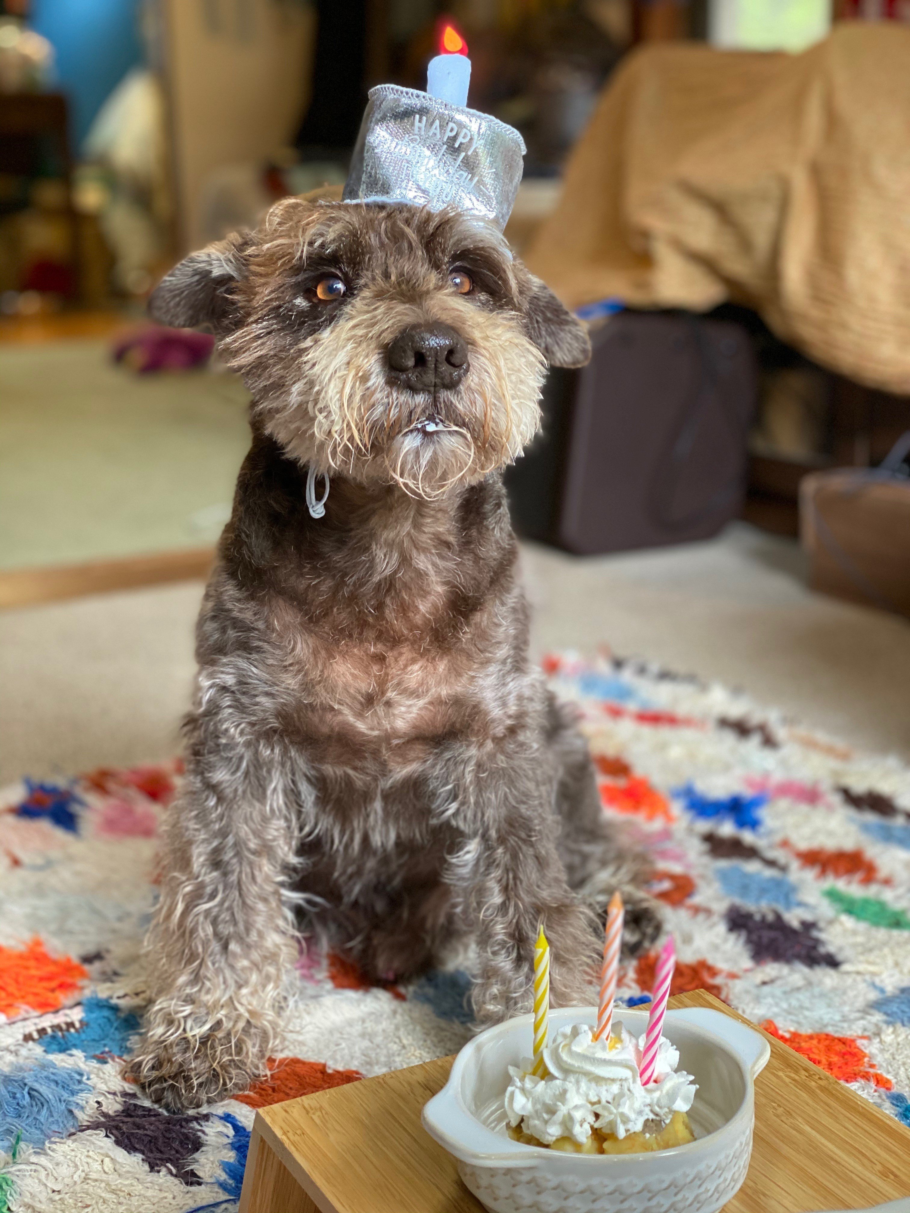 捨て犬が生まれた日に 七尾旅人 Note