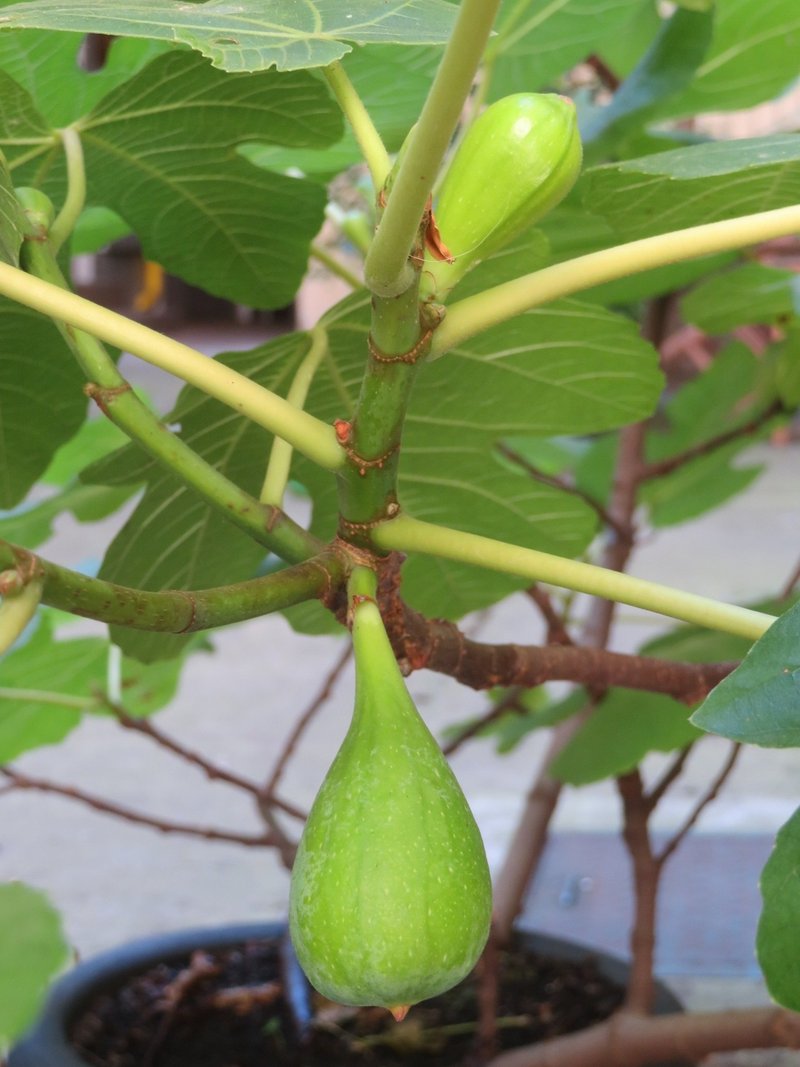 イチジクの剪定 挿し木 移植 Eiko Toda Note