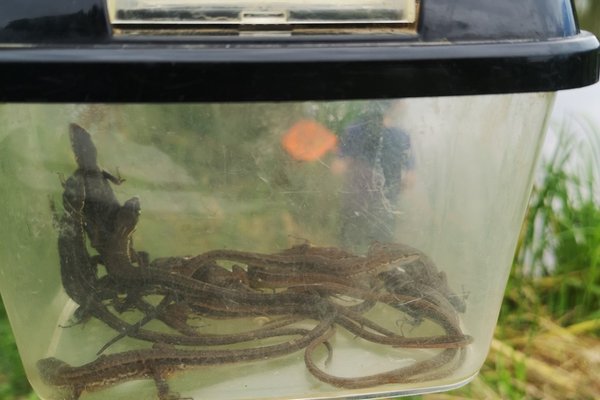 カナヘビ飼育 の新着タグ記事一覧 Note つくる つながる とどける カナヘビ飼育 の新着タグ記事一覧 Note つくる つながる とどける