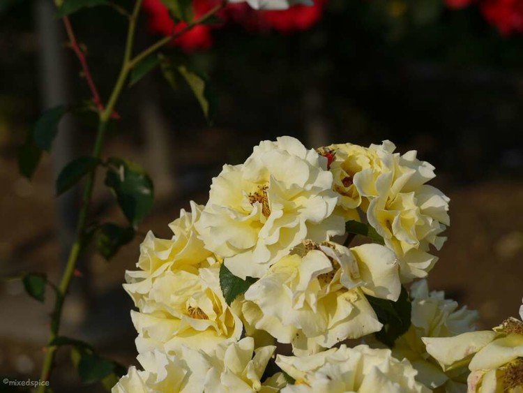 2016年5月　神代植物園