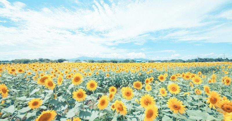 メルカリ初心者向け 出品時に記載する注意事項 イッヌ Note