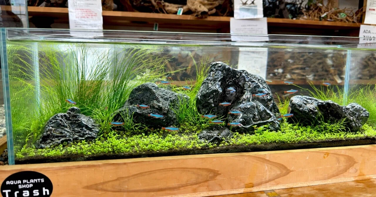 第1回 八海石レイアウトとは｜AQUA PLANTS SHOP Trash