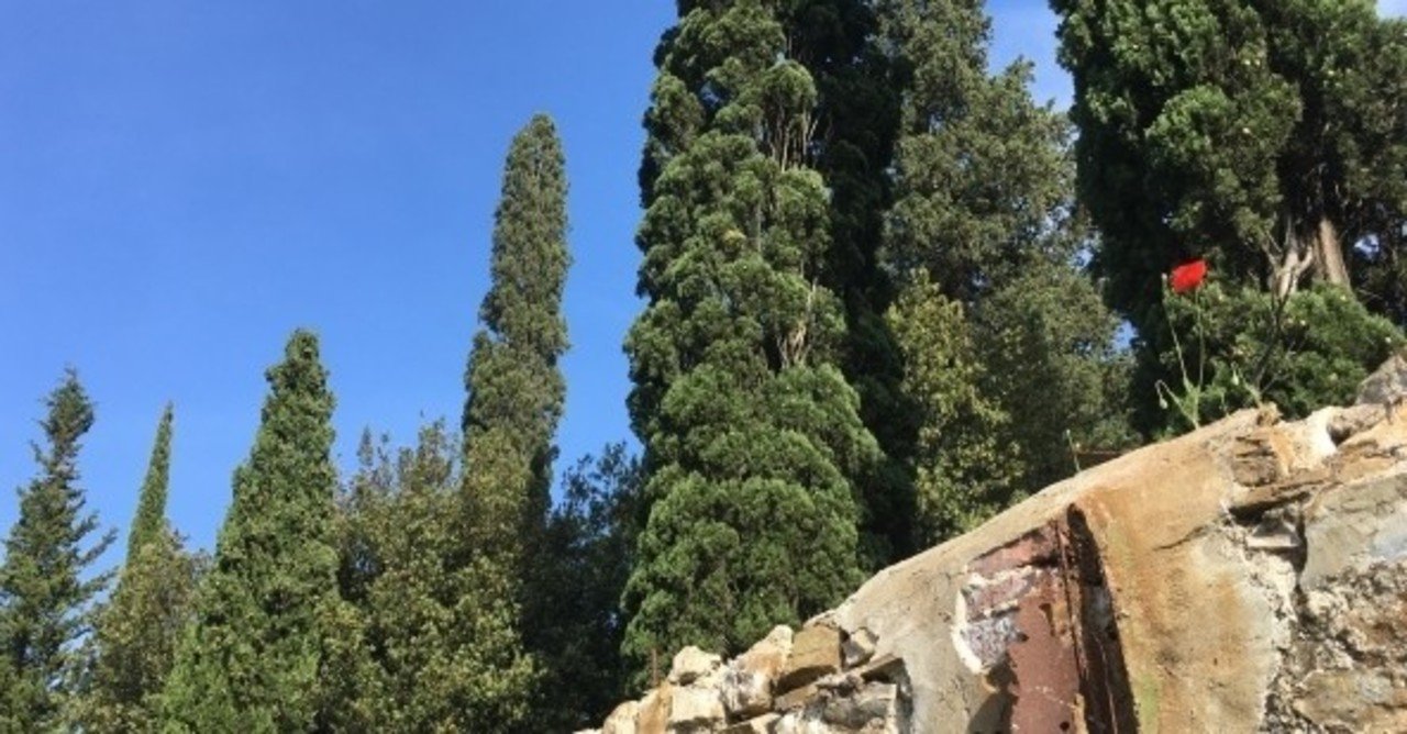 イトスギ 哀悼 ふうせん Note イトスギ 哀悼 ふうせん Note