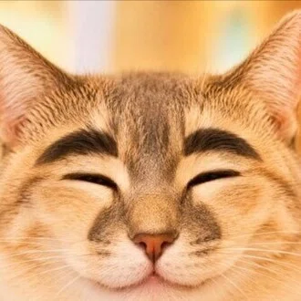 猫田とぅーれ