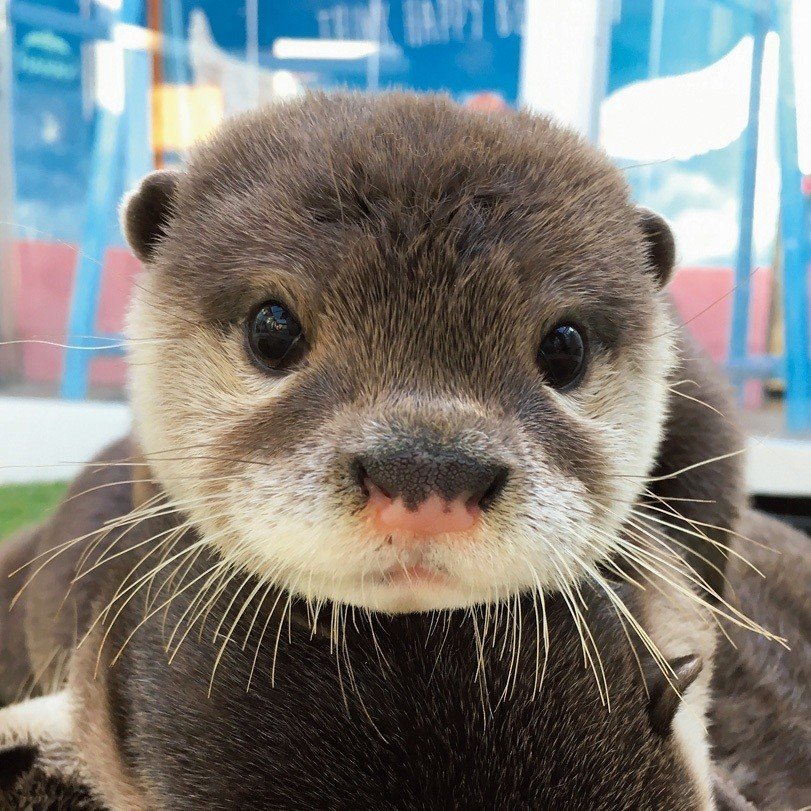 カワウソ続編 カワウソを飼うにはどうしたらいいか調べてみた 小野由衣子 Note