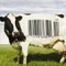 COWS