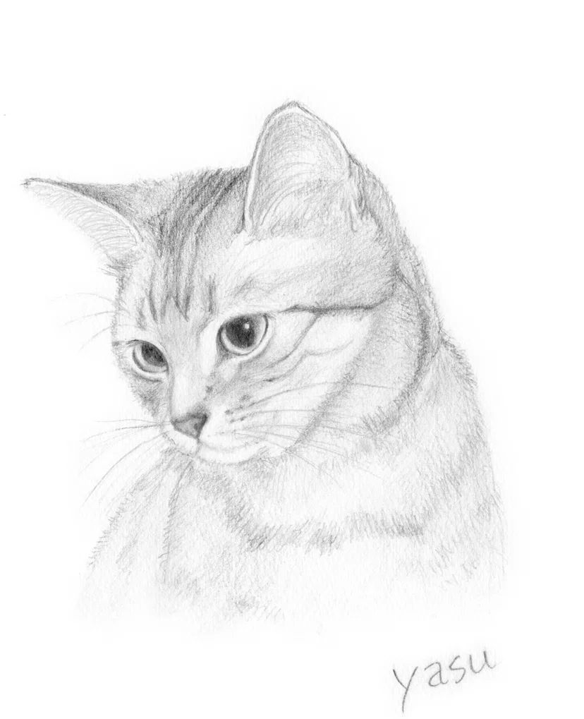 猫日和 30 鉛筆画の猫 GALOIS｜yayayasu