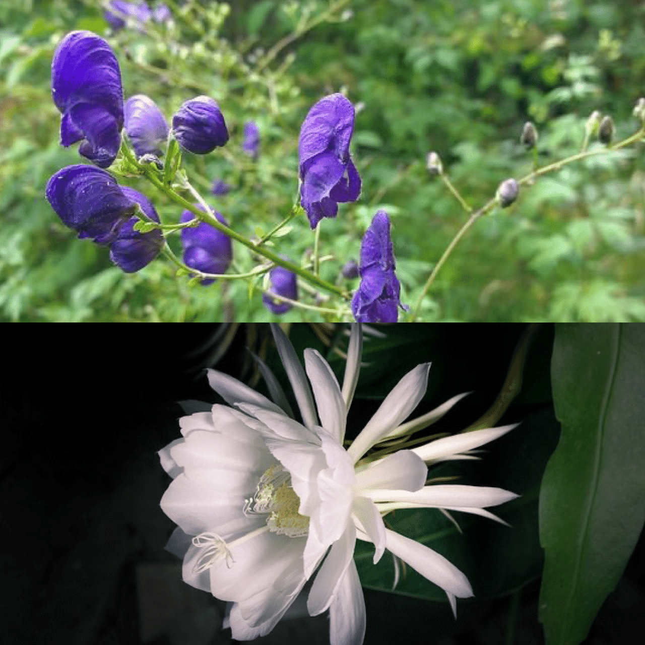 7月19日お誕生日の方おめでとうございます 今日の誕生花の花言葉は トリカブト 騎士道 栄光 人嫌い 厭世家 復讐 ゲッカビジン はかない美 はかない恋 あでやかな美人 今日も素敵な1日にな Monstera18 Note 7月19日お誕生日の方おめでとうございます 今日の誕生花の花言葉は トリカブト 騎士道 栄光 人嫌い 厭世家 復讐 ゲッカビジン はかない美 はかない恋 あでやかな美人 今日も素敵な1日にな Monstera18 Note