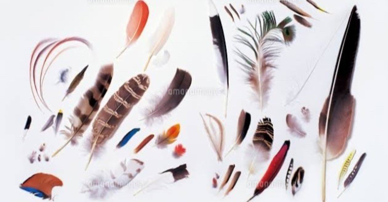 野鳥 鳥 の羽根　インドブッポウソウ　羽根