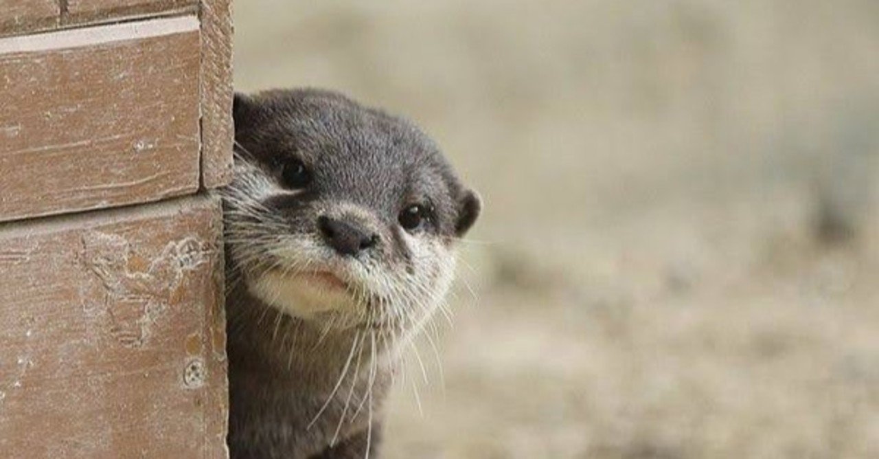 カワウソ続編 カワウソを飼うにはどうしたらいいか調べてみた 小野由衣子 Note カワウソ続編 カワウソを飼うにはどうしたらいいか調べてみた 小野由衣子 Note