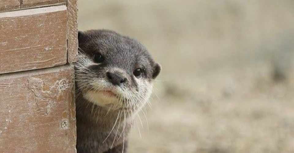 カワウソ続編 カワウソを飼うにはどうしたらいいか調べてみた 小野由衣子 Note