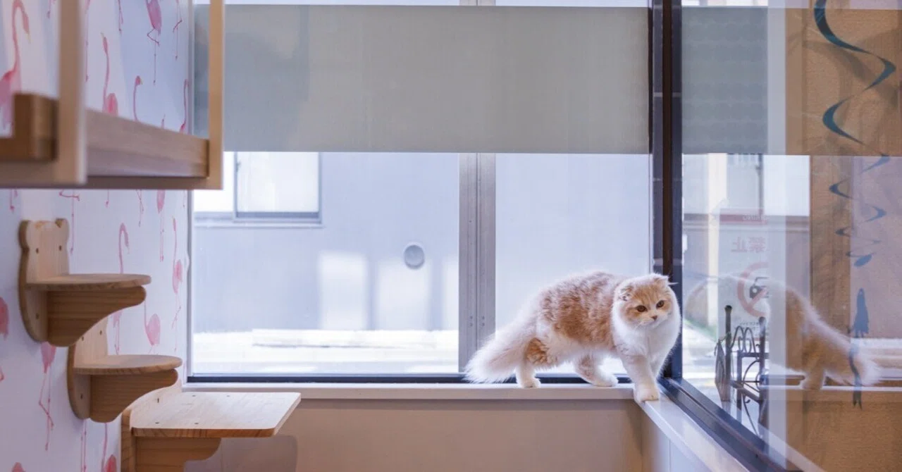 今日の気配】｜猫写真家 猫田晃広（Akihiro Nekota）