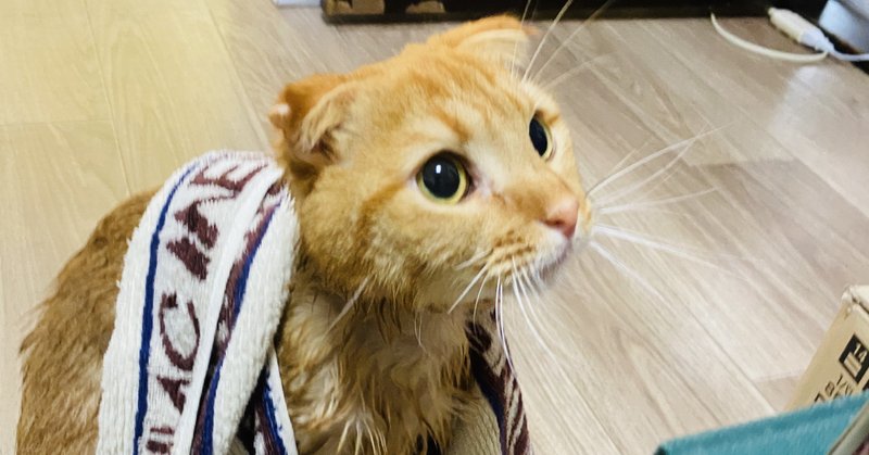 お面の親子のオメーンとコメーン 人に見せる用日記 0712 0718 平林緑萌 Note