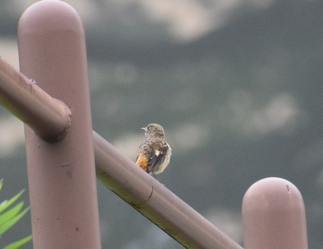 報告 ７月のとりクラブ 大山ゲストハウス寿庵 Note