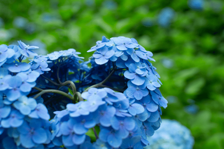 あなたの

想いに

フタを

しないで

#花　#幸せ　#こころ　#あなたの応援団　#写真　#フォトポエム　#フォトポエムカウンセラー