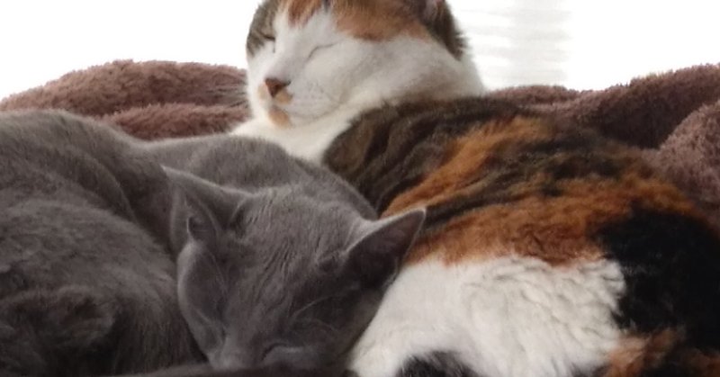 猫の教へ 猫は金運の守り神 近藤 蓮根 note