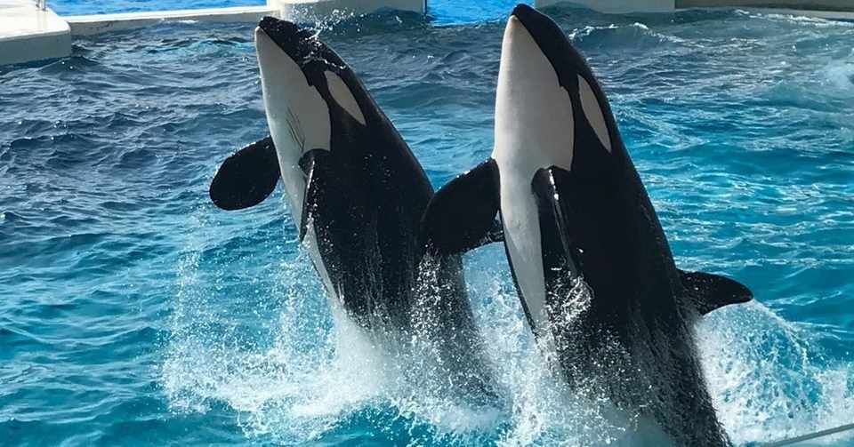 向かうところ敵なし 引くほど強い 海の王者シャチ Grimic Note