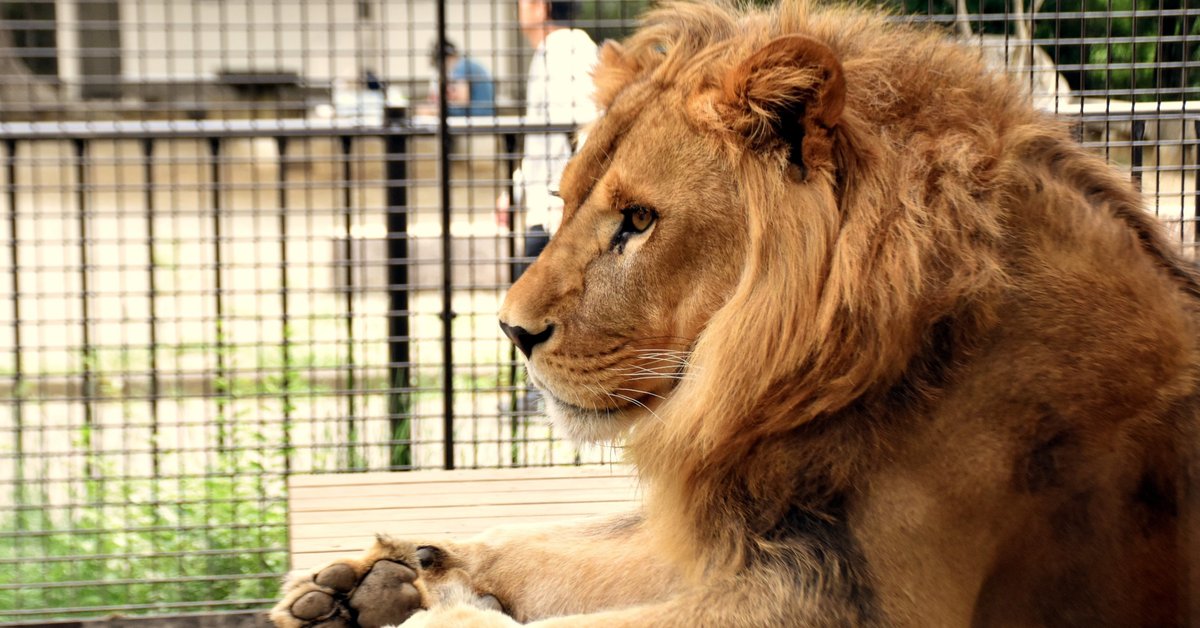 気高くて強靭、知能も高い百獣の王 ライオンさんの銀貨 気高くて強靭、知能も高い百獣の王 ライオンさんの銀貨