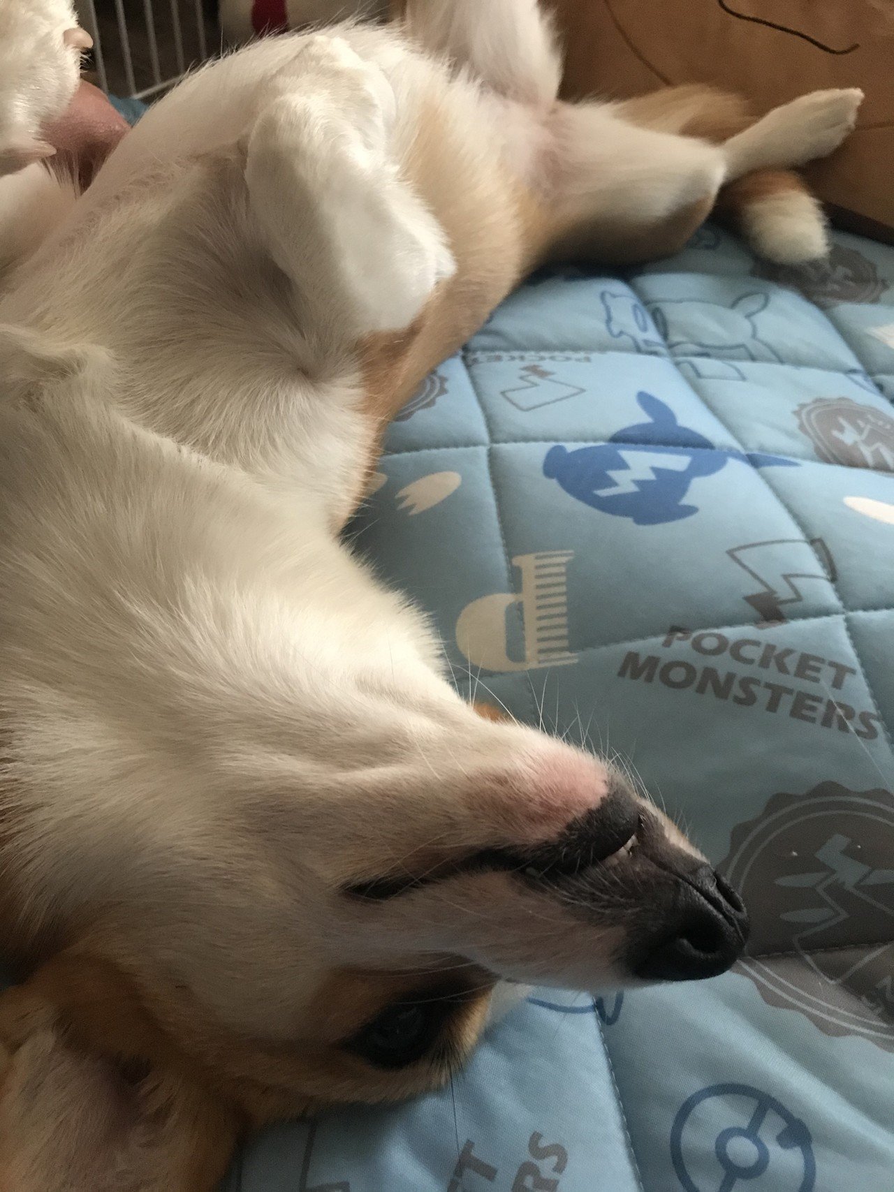 看板犬の誕生日 サロンさくら 怜子 Note 看板犬の誕生日 サロンさくら 怜子 Note