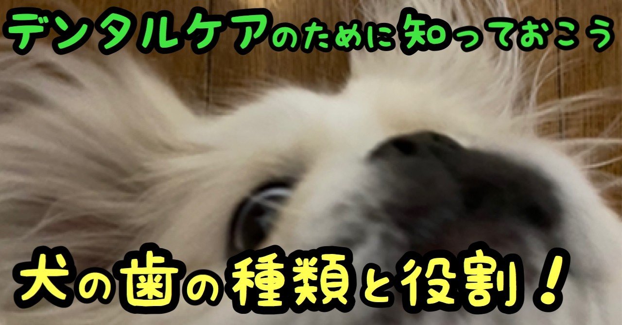 デンタルケアのために知っておこう 犬の歯の種類と役割 ドッグライフサポーター 獅子パパ Note デンタルケアのために知っておこう 犬の歯の種類と役割 ドッグライフサポーター 獅子パパ Note