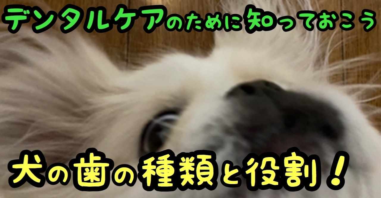 デンタルケアのために知っておこう 犬の歯の種類と役割 ドッグライフサポーター 獅子パパ Note