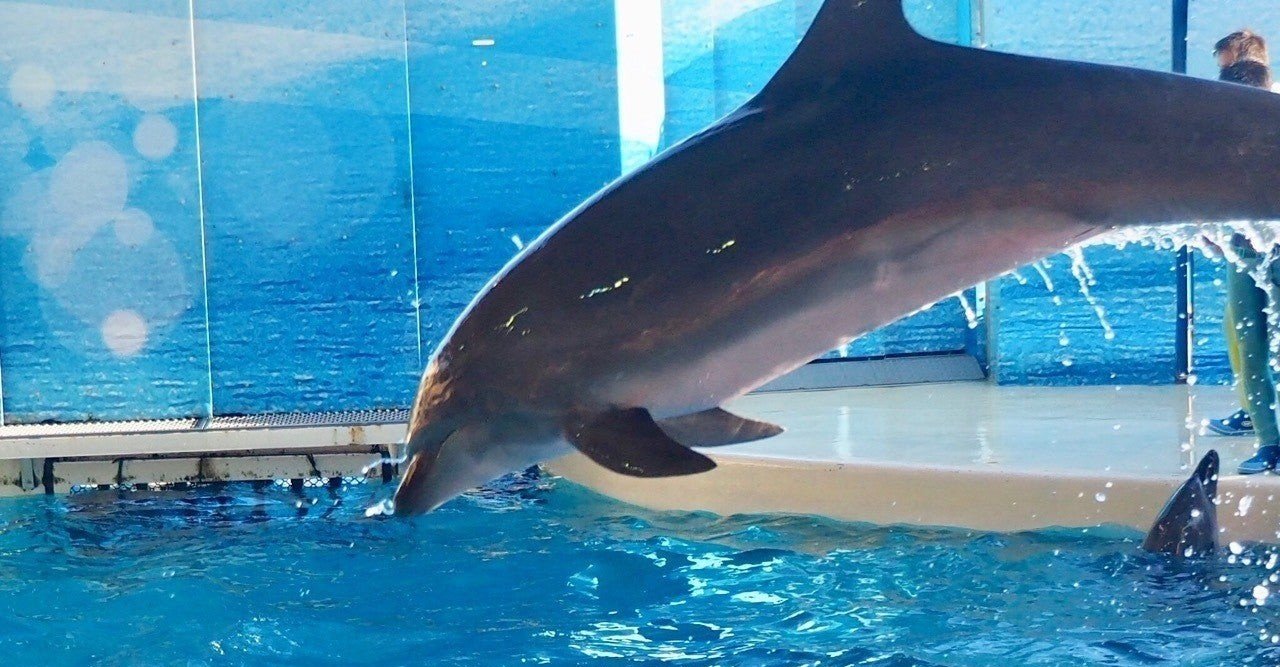 自然を真似して世界を変える 海の生き物 後編 Eryr13 Note 自然を真似して世界を変える 海の生き物 後編 Eryr13 Note