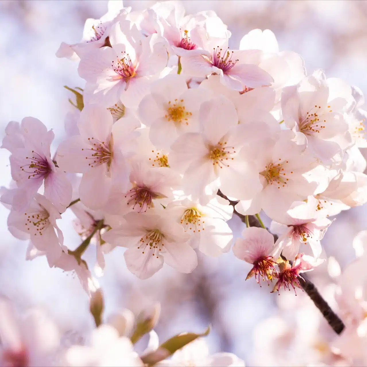 炭・備長炭・オガ炭　桜産業
