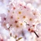 炭・備長炭・オガ炭 桜産業