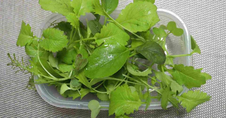 ベビーリーフのプランター栽培 今までで最大の大きさ4 5cmの葉に育ちました グローバルこうちゃん Note