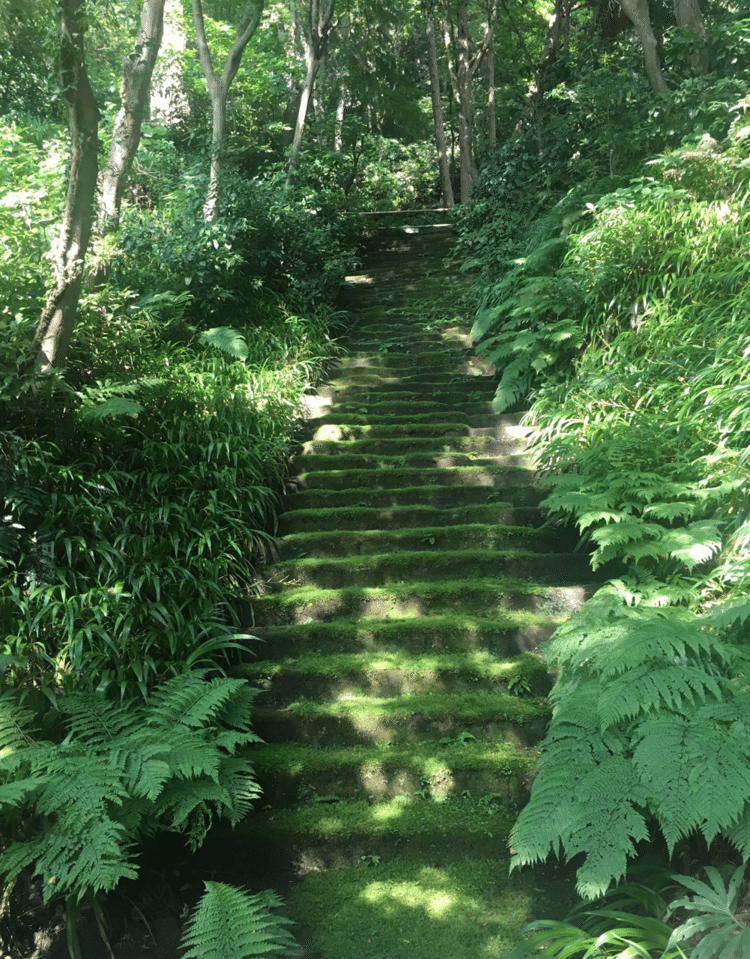 鎌倉にある杉本寺の苔の階段
この階段は普段立ち入り禁止で、
上に行くには別の階段で迂回する
必要があります。