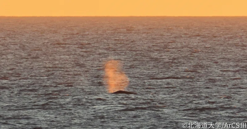 北極海からのメッセージ㉜：大海原でクジラを探せ！海棲哺乳類目視調査報告